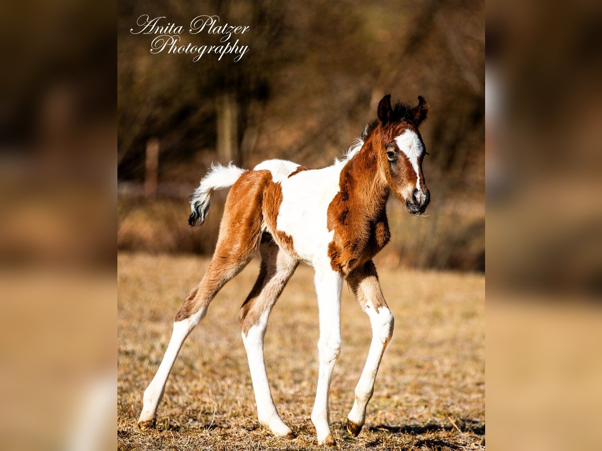 Partbred árabe Semental  Pío in Rauris