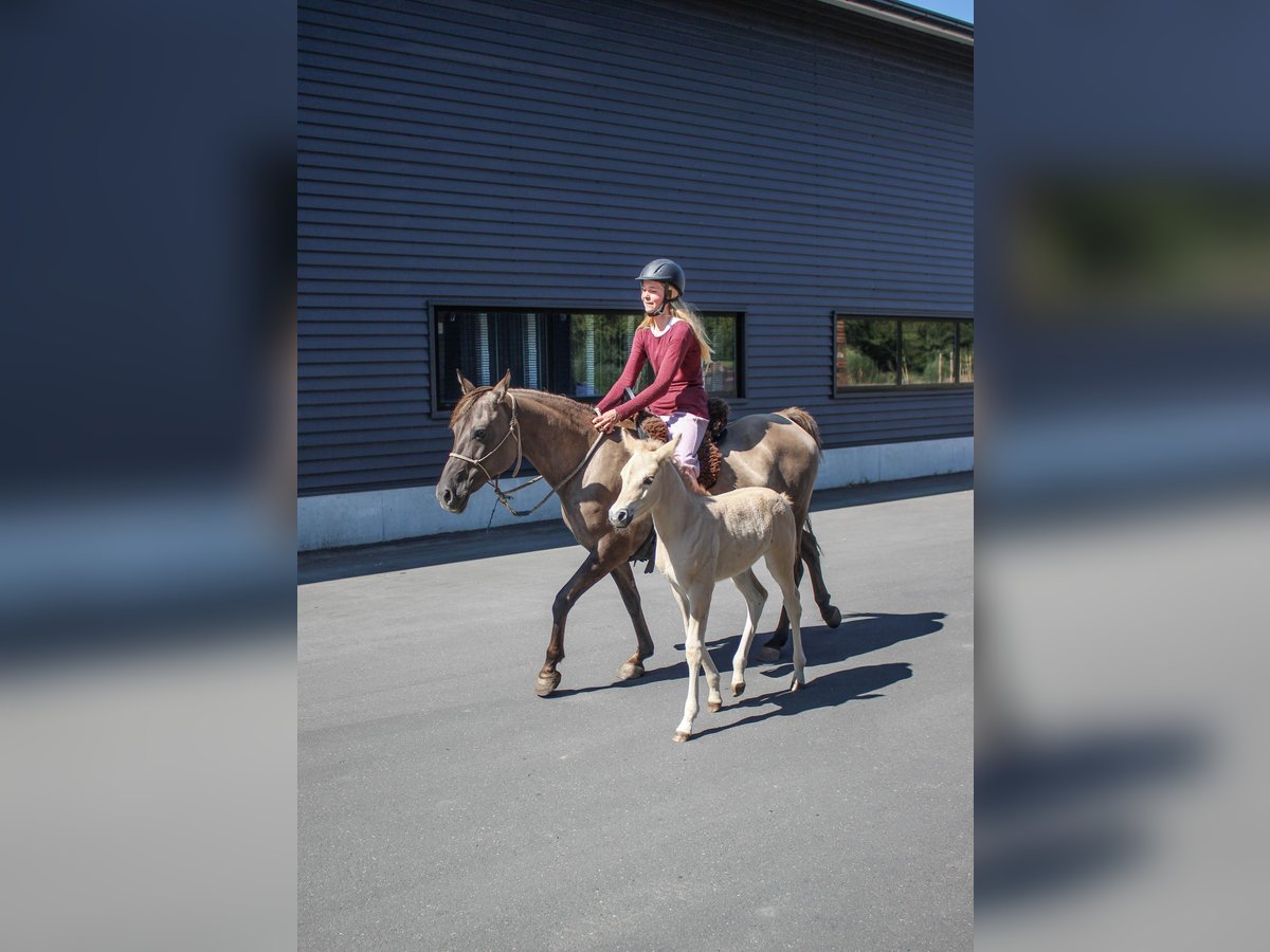 Partbred árabe Yegua 14 años 138 cm Grullo in Erichem
