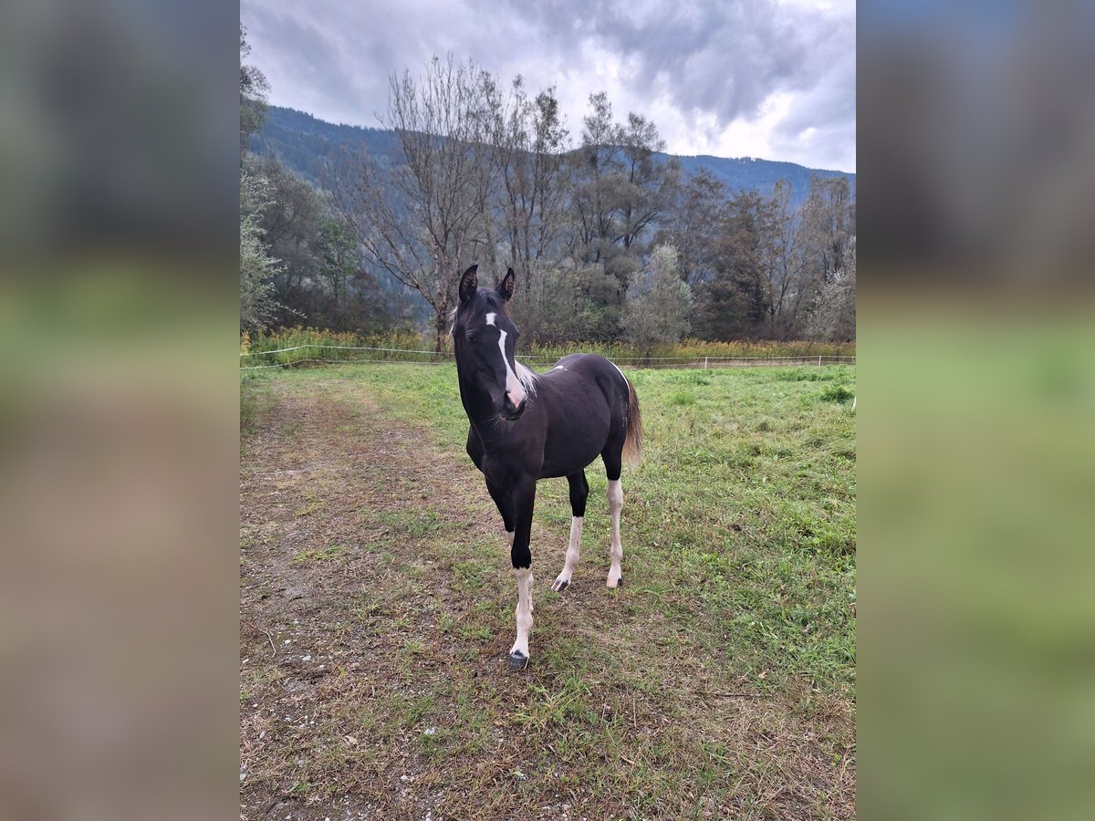 Partbred árabe Yegua 1 año 155 cm in Kleblach-Lind