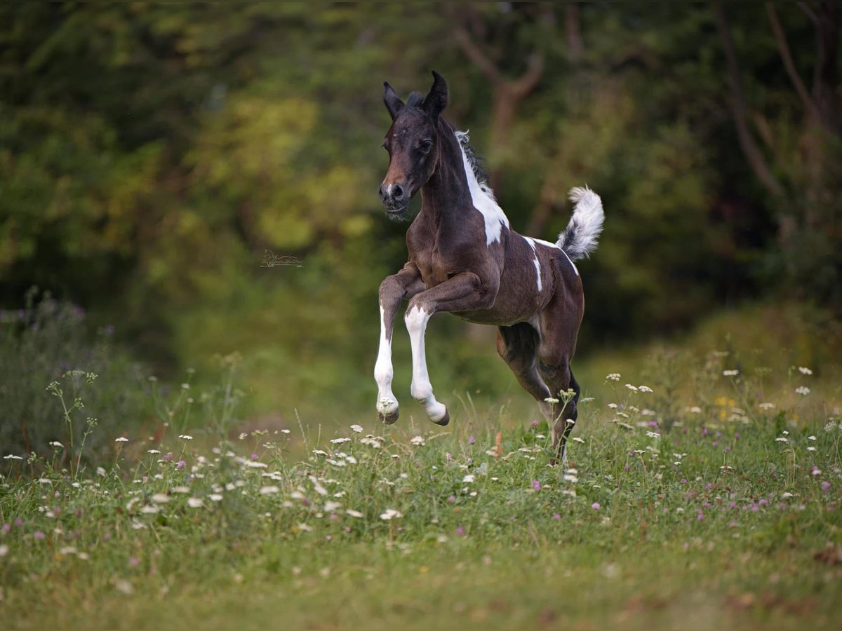 Partbred árabe Yegua 1 año 155 cm Tobiano-todas las-capas in Puchberg am Schneeberg