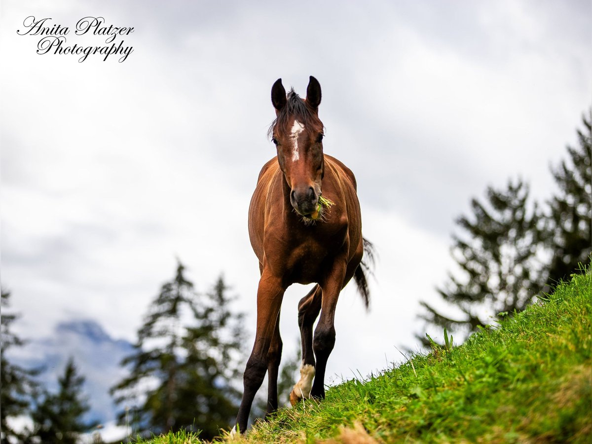 Partbred árabe Yegua 1 año in Rauris