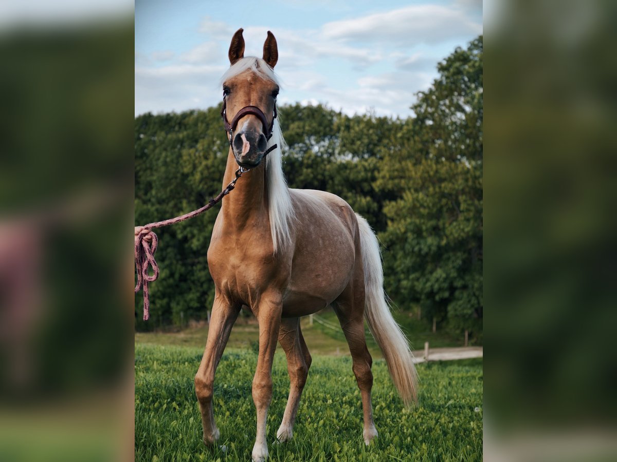Partbred árabe Yegua 2 años Palomino in Jena