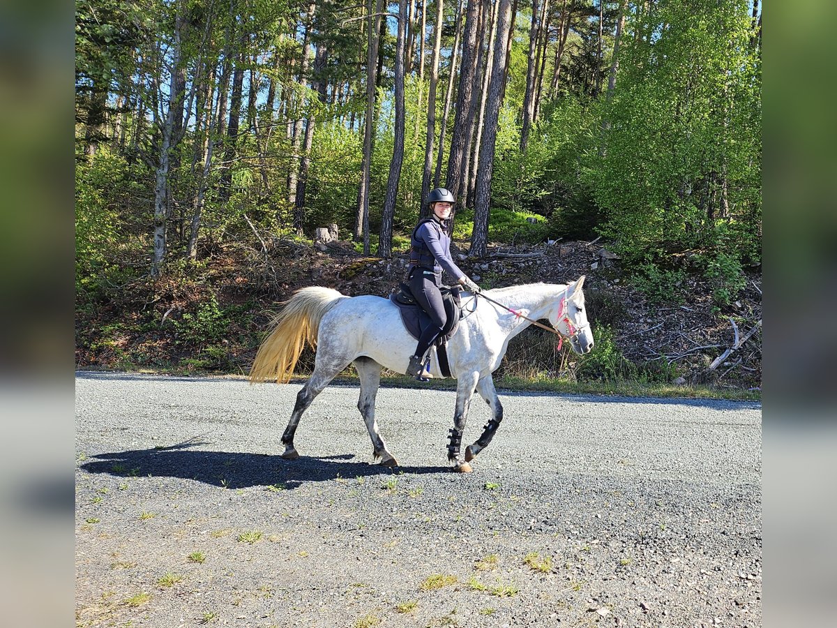 Partbred árabe Yegua 8 años 162 cm Tordo rodado in Lahntal