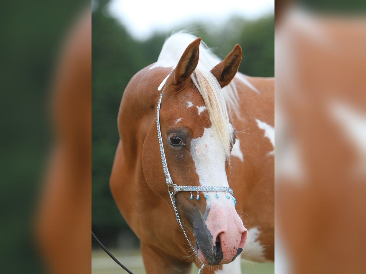 Partbred árabe Yegua 9 años 156 cm Tobiano-todas las-capas in Olfen