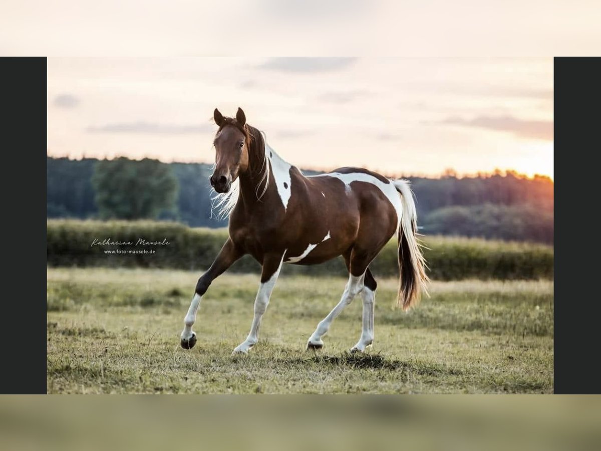 Partbred árabe Yegua 9 años 158 cm Pío in Kammeltal