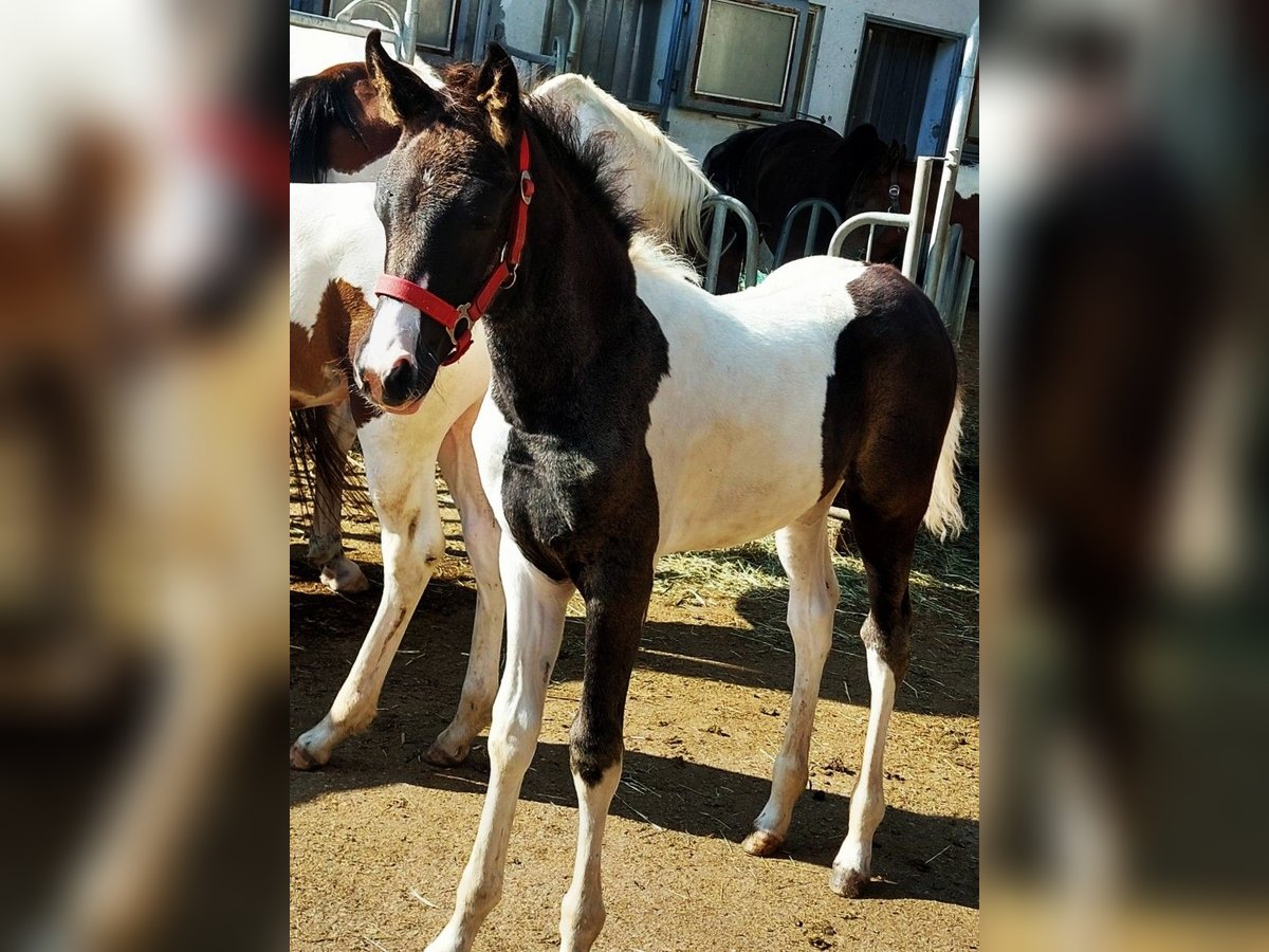 Partbred árabe Yegua Potro (05/2025) Pío in Nesselw&#xE4;ngle
