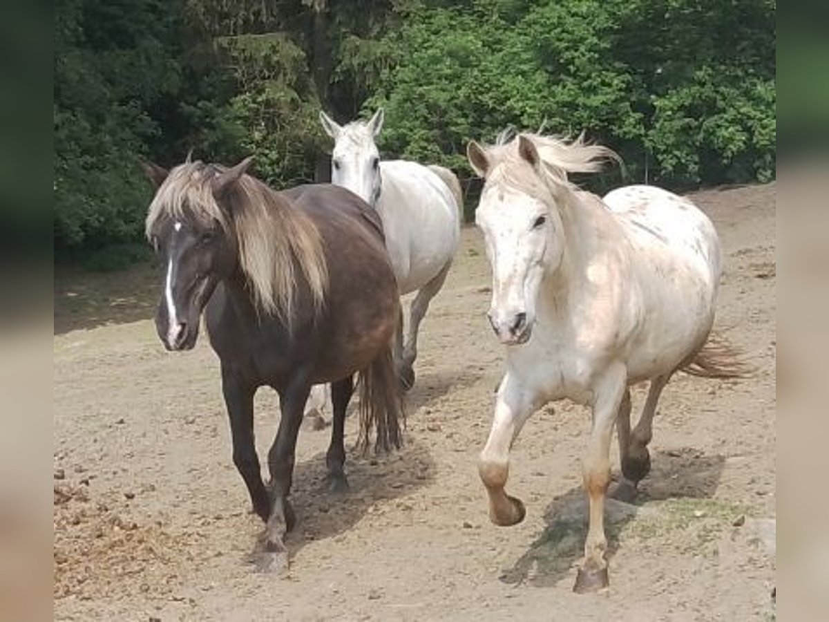 Paso Fino Mestizo Caballo castrado 14 años 142 cm Atigrado/Moteado in Arnbruck