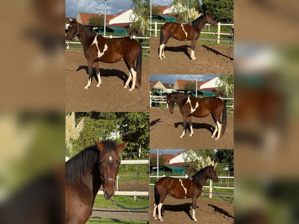 Paso Fino Caballo castrado 1 año 150 cm Pío in Wiesentheid