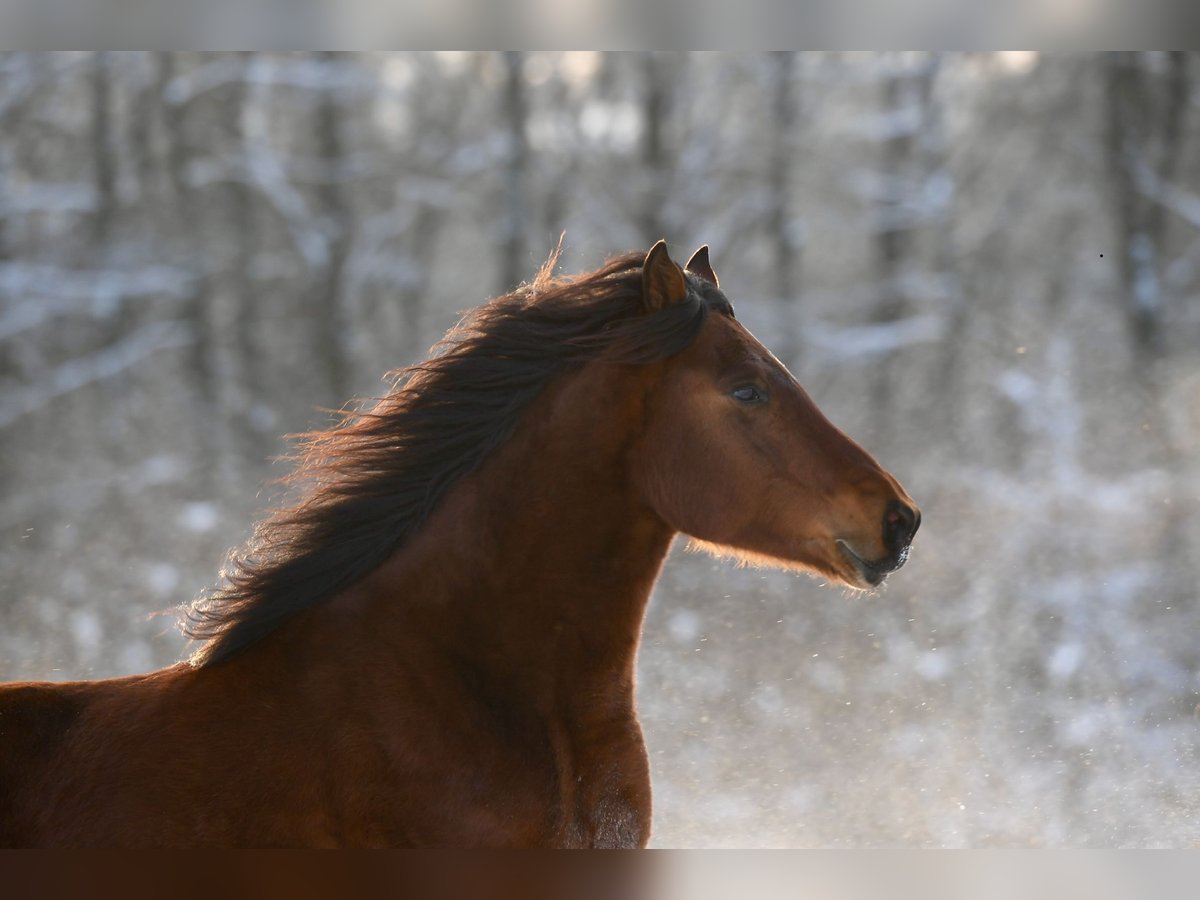 Paso Fino Mestizo Caballo castrado 4 años Castaño in Morsbach