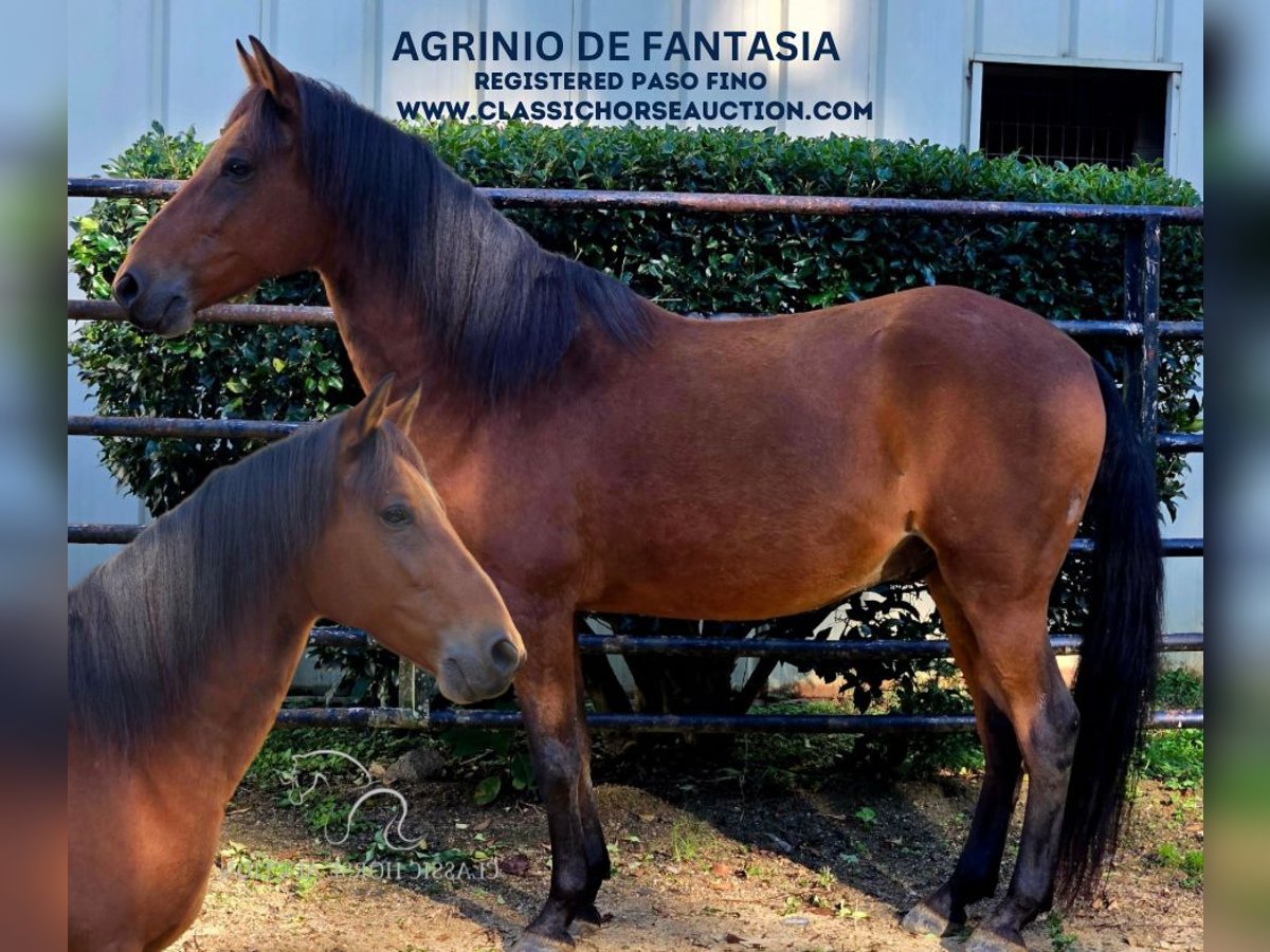 Paso Fino Caballo castrado 9 años 142 cm Castaño rojizo in Lancaster, SC