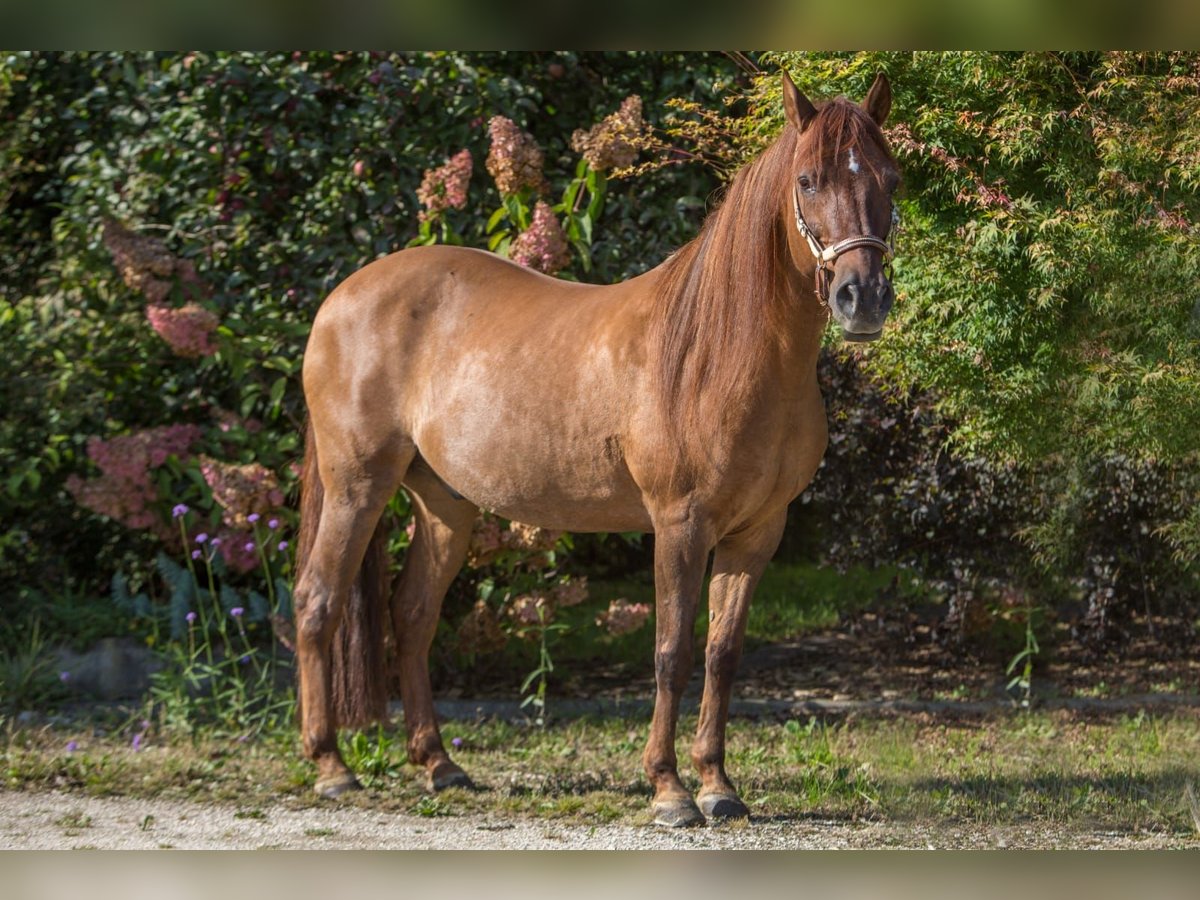 Paso Fino Castrone 16 Anni 141 cm Sauro in Aletshausen