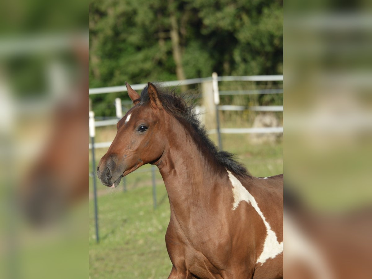 Paso Fino Castrone 1 Anno Pezzato in WiesentheidWiesenthrid