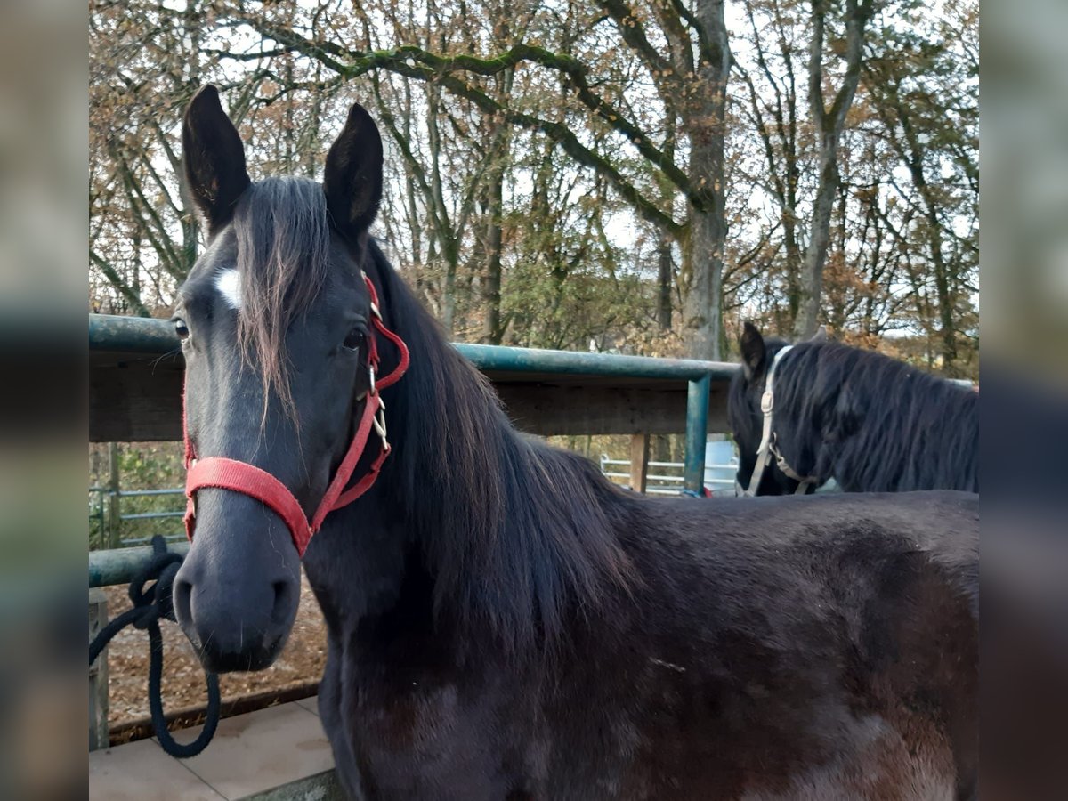 Paso Fino Castrone 3 Anni Morello in Morsbach