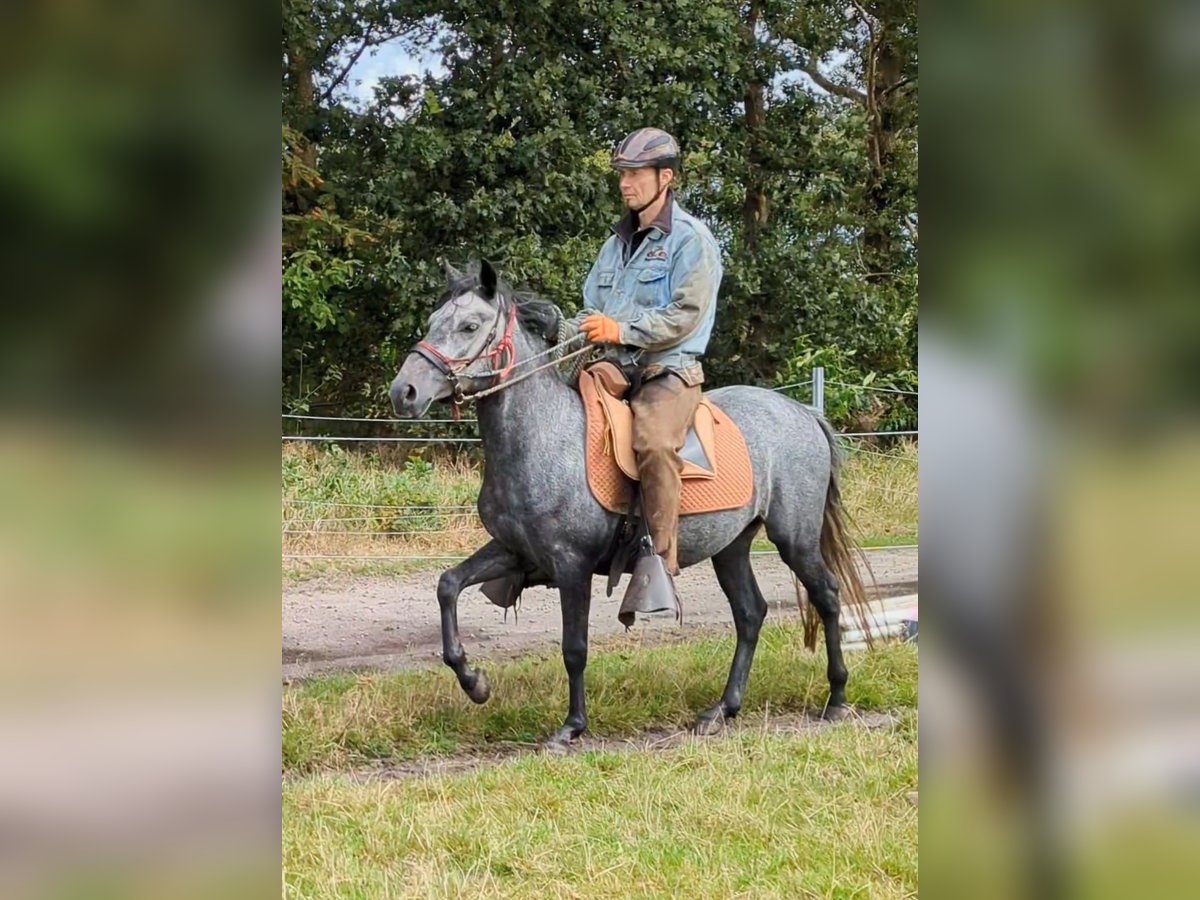 Paso Fino Castrone 4 Anni 143 cm Grigio in Orvelte