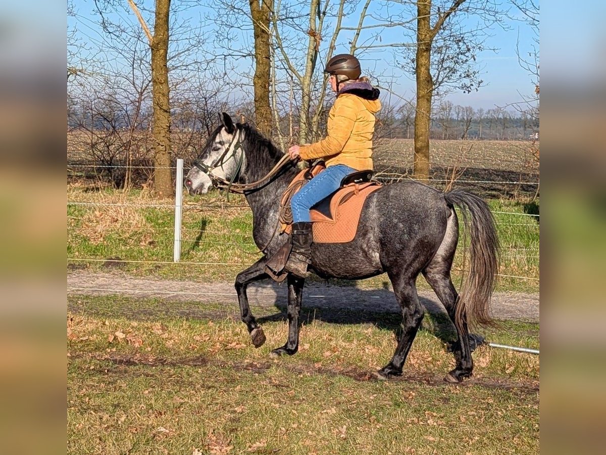 Paso Fino Castrone 5 Anni 142 cm Grigio in Orvelte