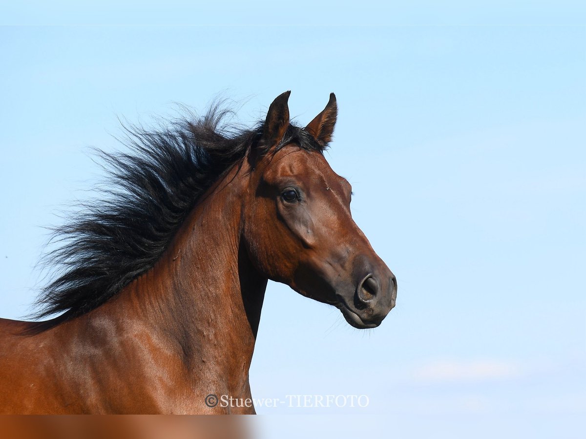 Paso Fino Castrone 5 Anni Baio in Morsbach