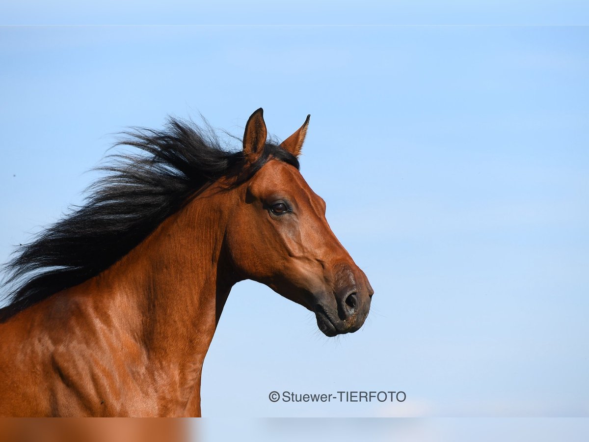 Paso Fino Castrone 7 Anni 146 cm Baio chiaro in Morsbach