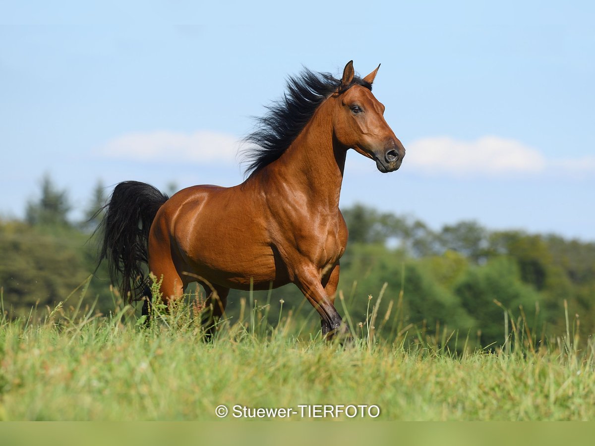 Paso Fino Castrone 7 Anni 146 cm Baio chiaro in Morsbach