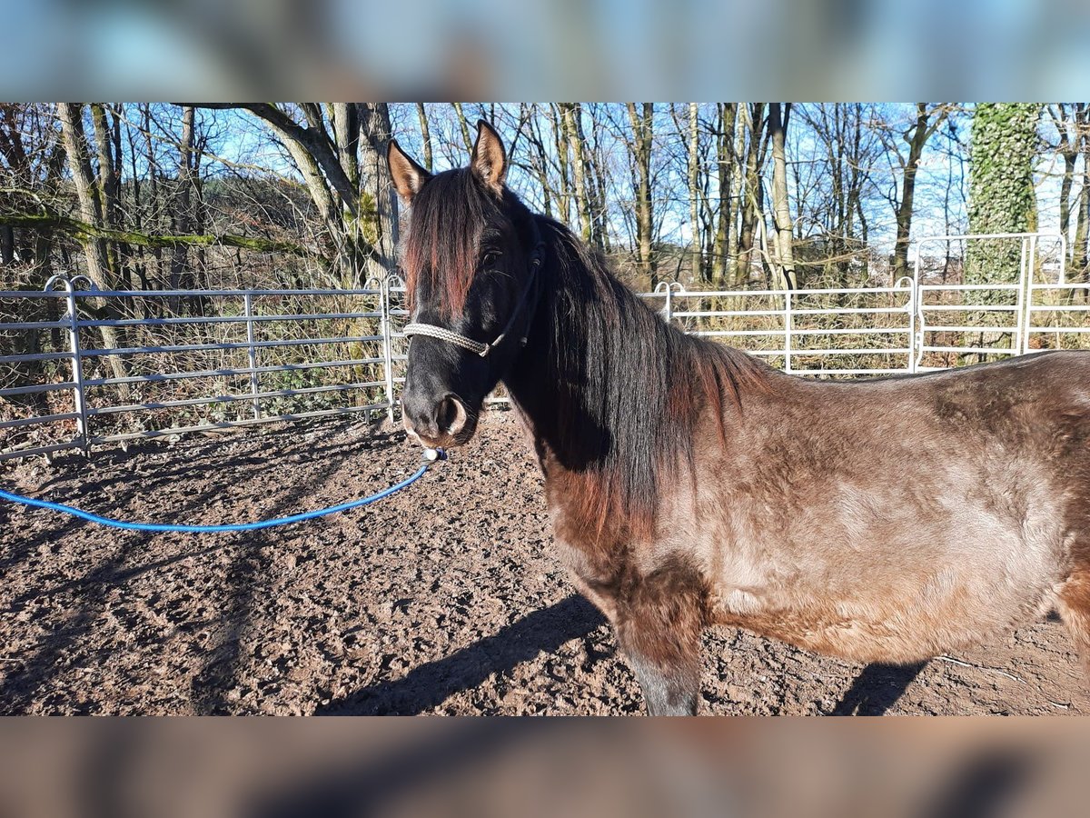 Paso Fino Étalon 3 Ans Grullo in Morsbach