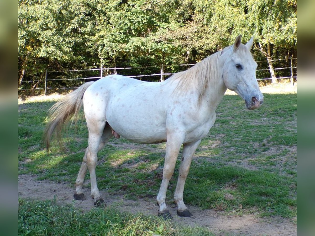 Paso Fino Gelding 15 years 13,3 hh Leopard-Piebald in Arnbruck
