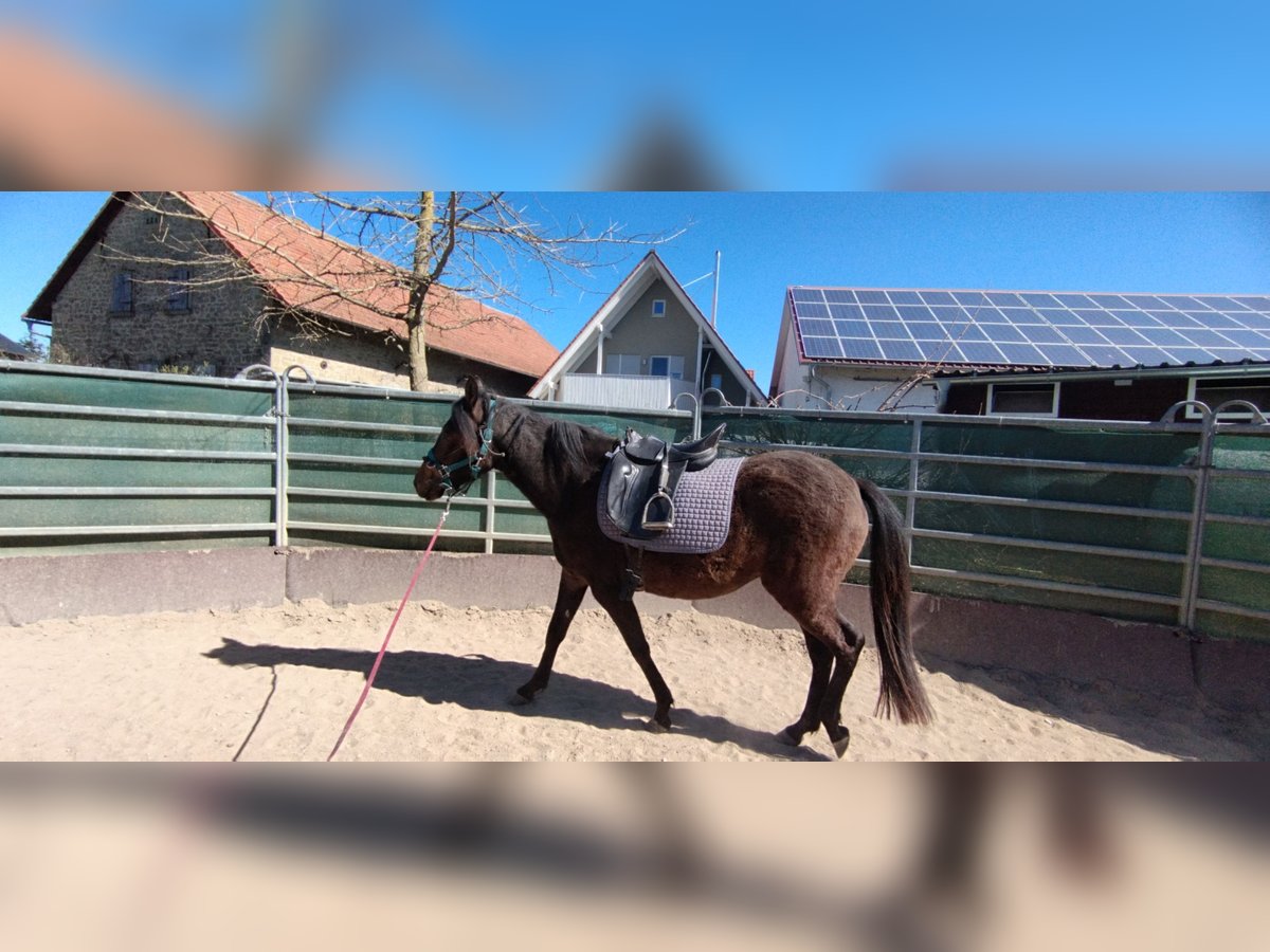 Paso Fino Gelding 1 year 14,1 hh Black in Wiesentheid Paso Fino Gelding 1 year 14,1 hh Black in Wiesentheid