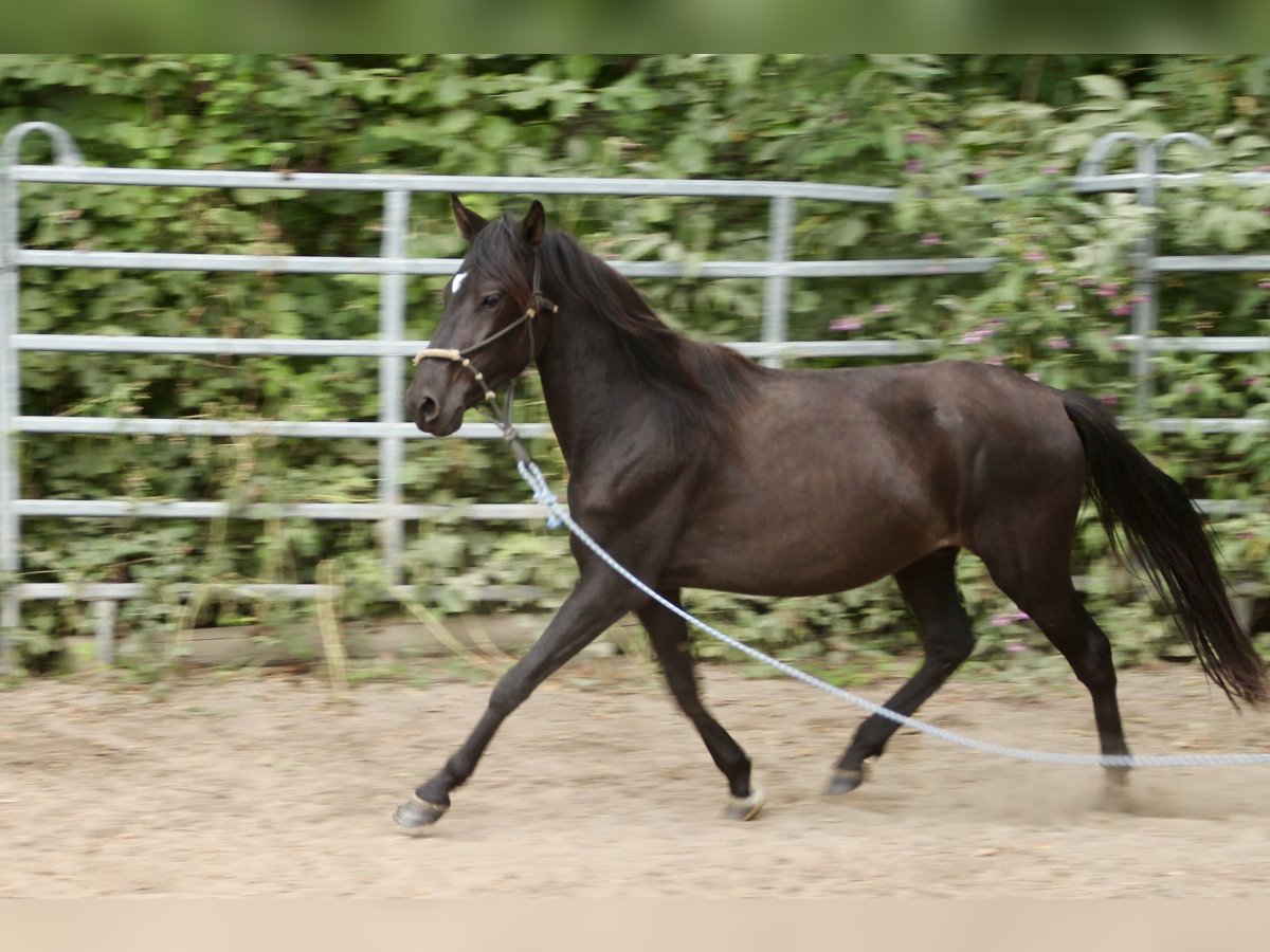 Paso Fino Gelding 3 years Black in Morsbach