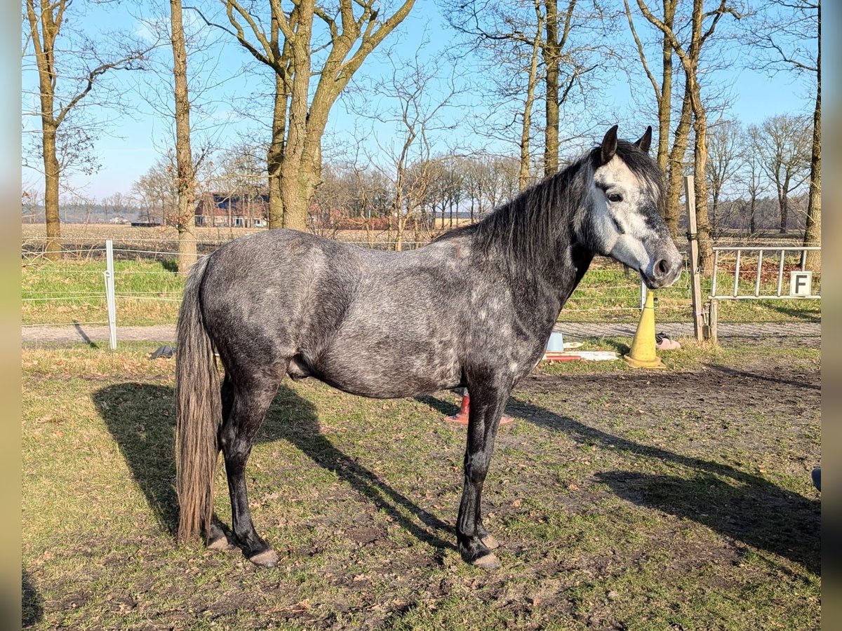 Paso Fino Gelding 5 years 13,3 hh Gray in Orvelte