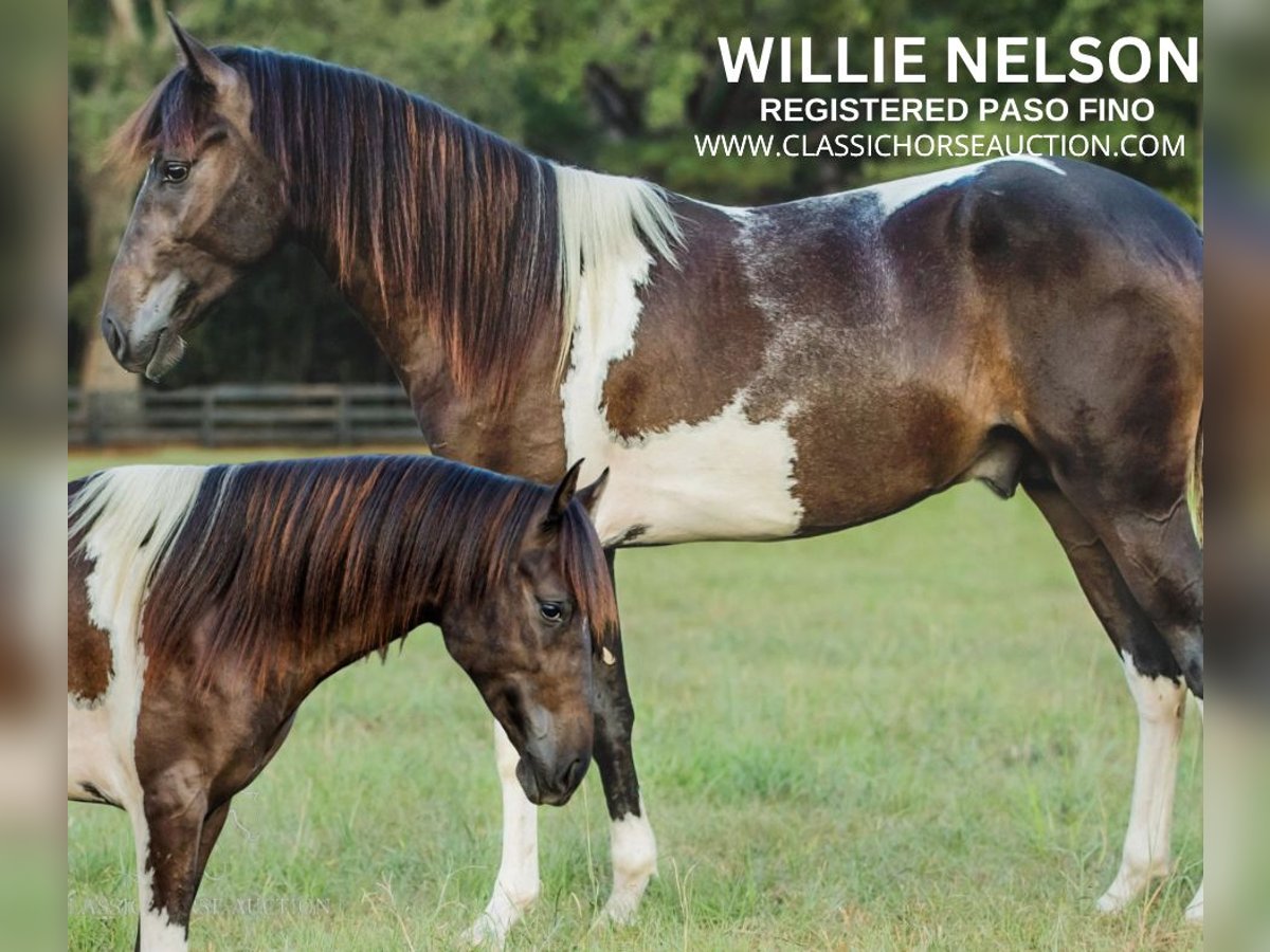 Paso Fino Gelding 5 years 14 hh Tobiano-all-colors in Poplarville, MS