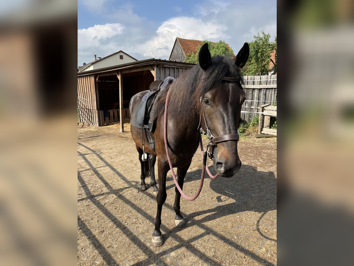 Paso Fino Gelding 5 years 14,2 hh in Sugenheim