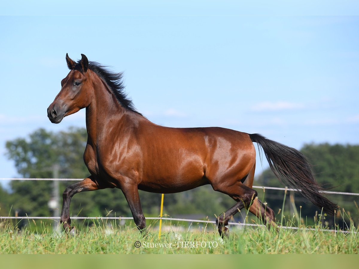 Paso Fino Gelding 5 years Brown in Morsbach