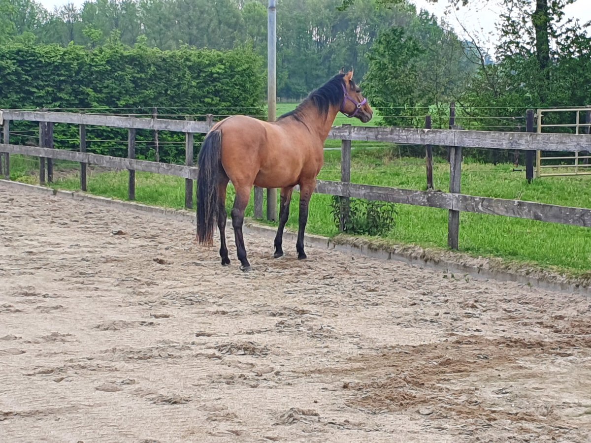 Paso Fino Mix Gelding 6 years 15,2 hh Dunalino in St. Willebrord