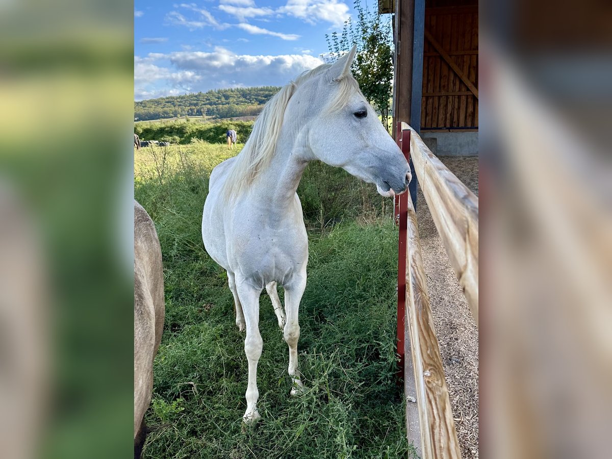 Paso Fino Giumenta 2 Anni 150 cm in Markt Bibart