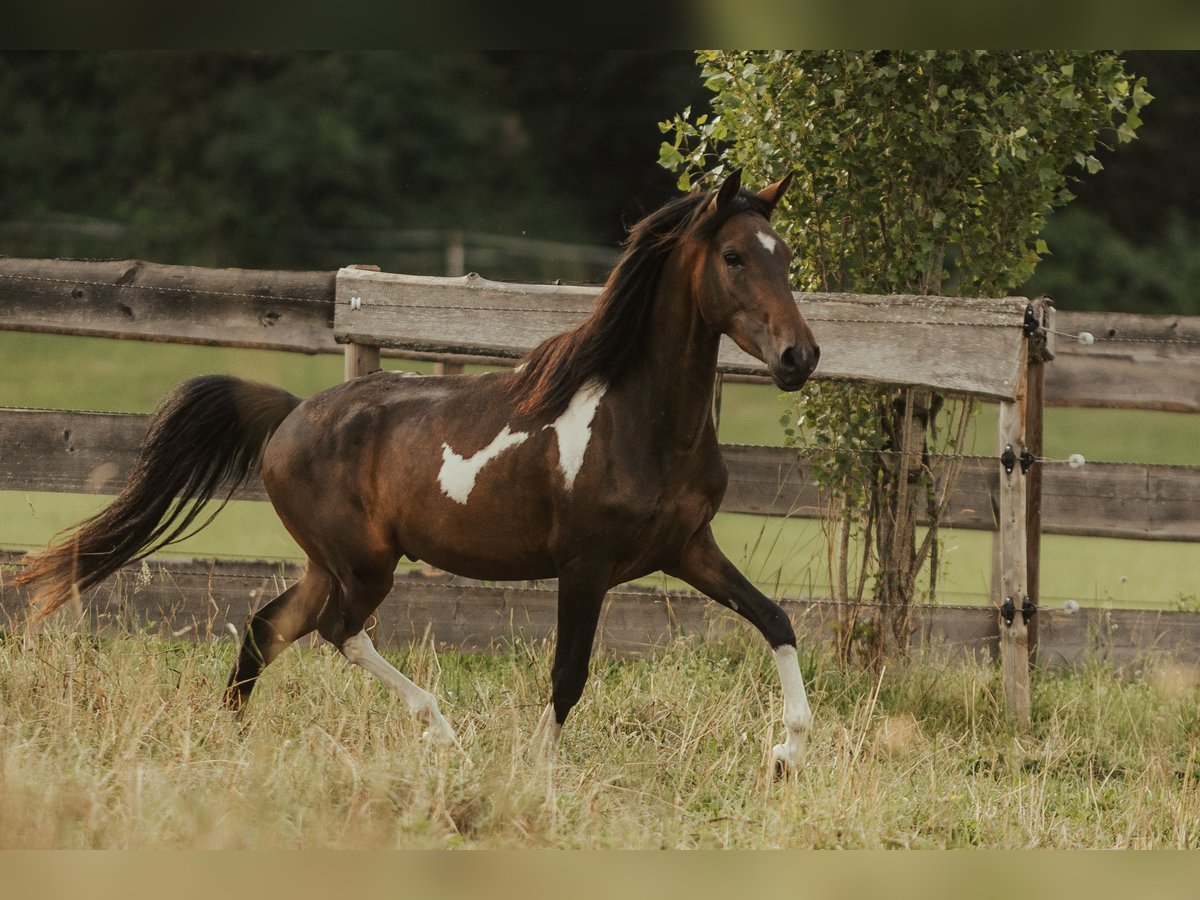 Paso Fino Giumenta 5 Anni in Henau
