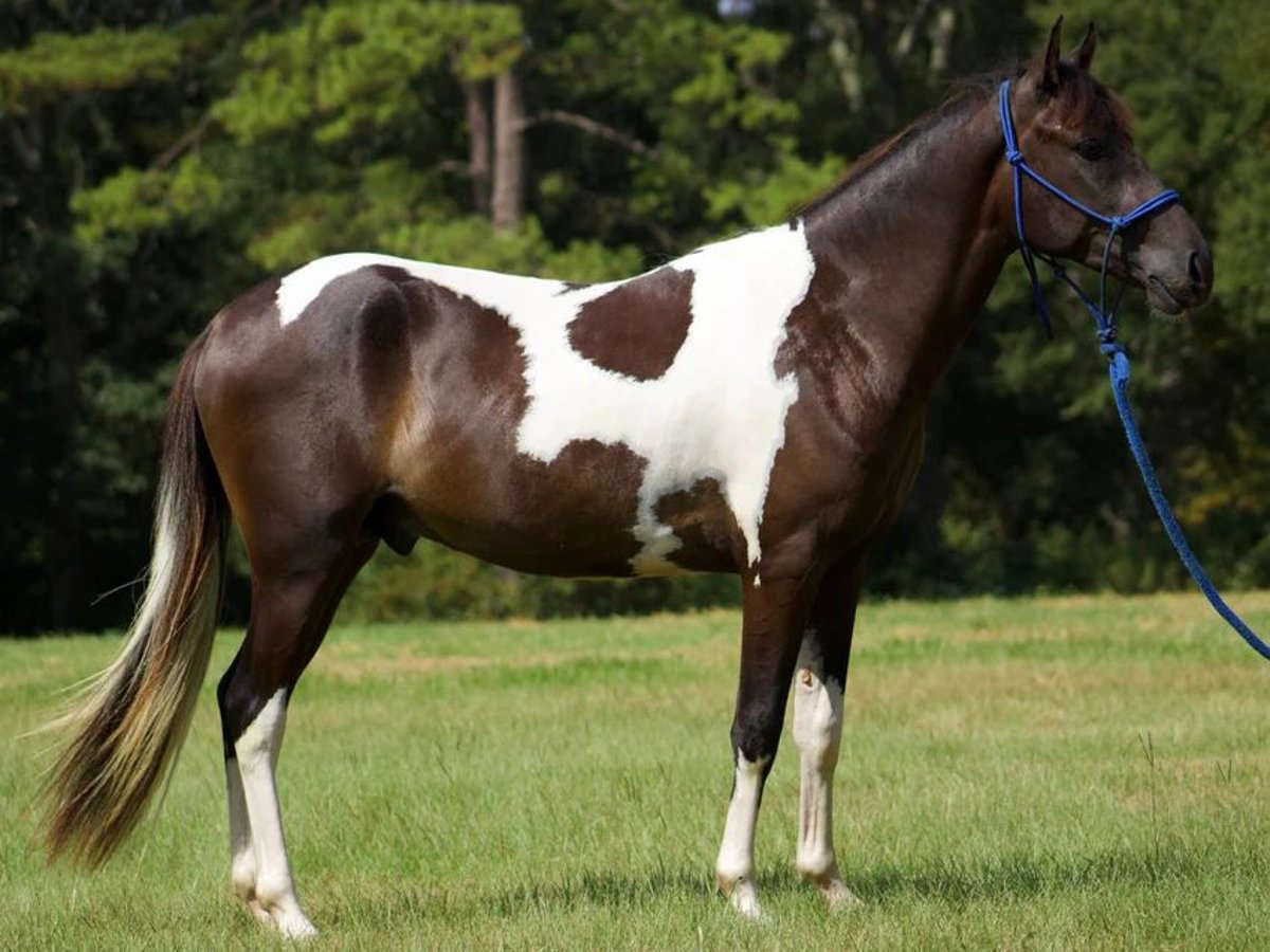 Paso Fino Hengst 3 Jaar 142 cm Gevlekt-paard in Poplarville, MS