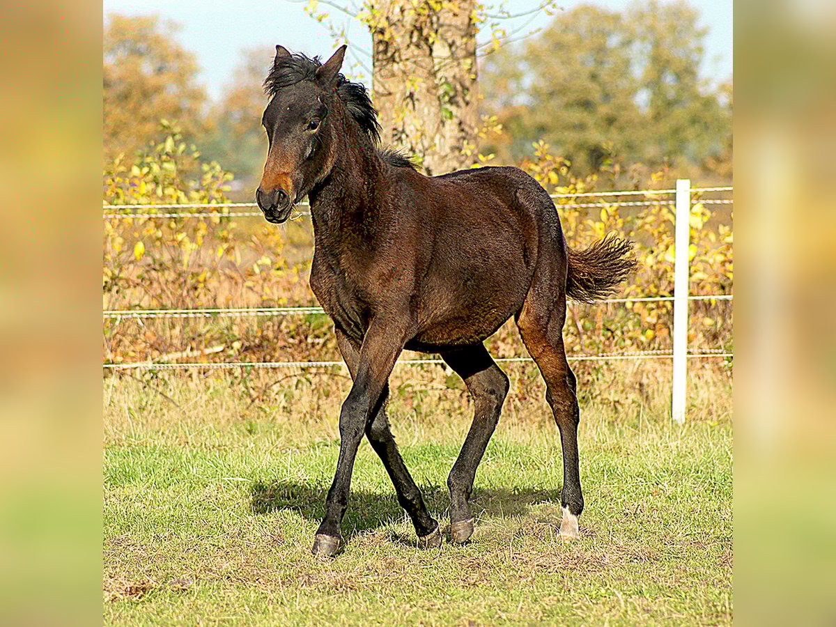 Paso Fino Hengst Veulen (04/2025) 145 cm Zwartbruin in Orvelte