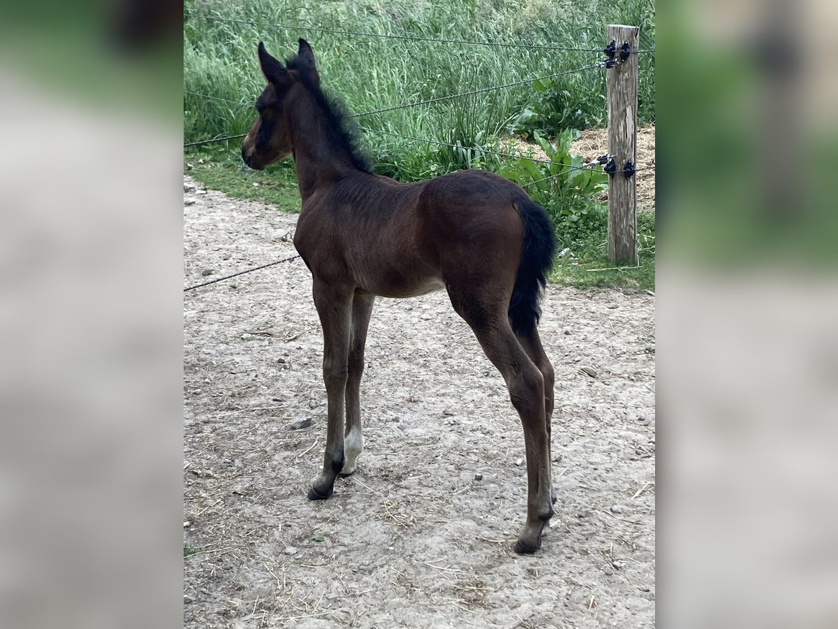 Paso Fino Hengst veulen (05/2024) Donkerbruin in Teuge