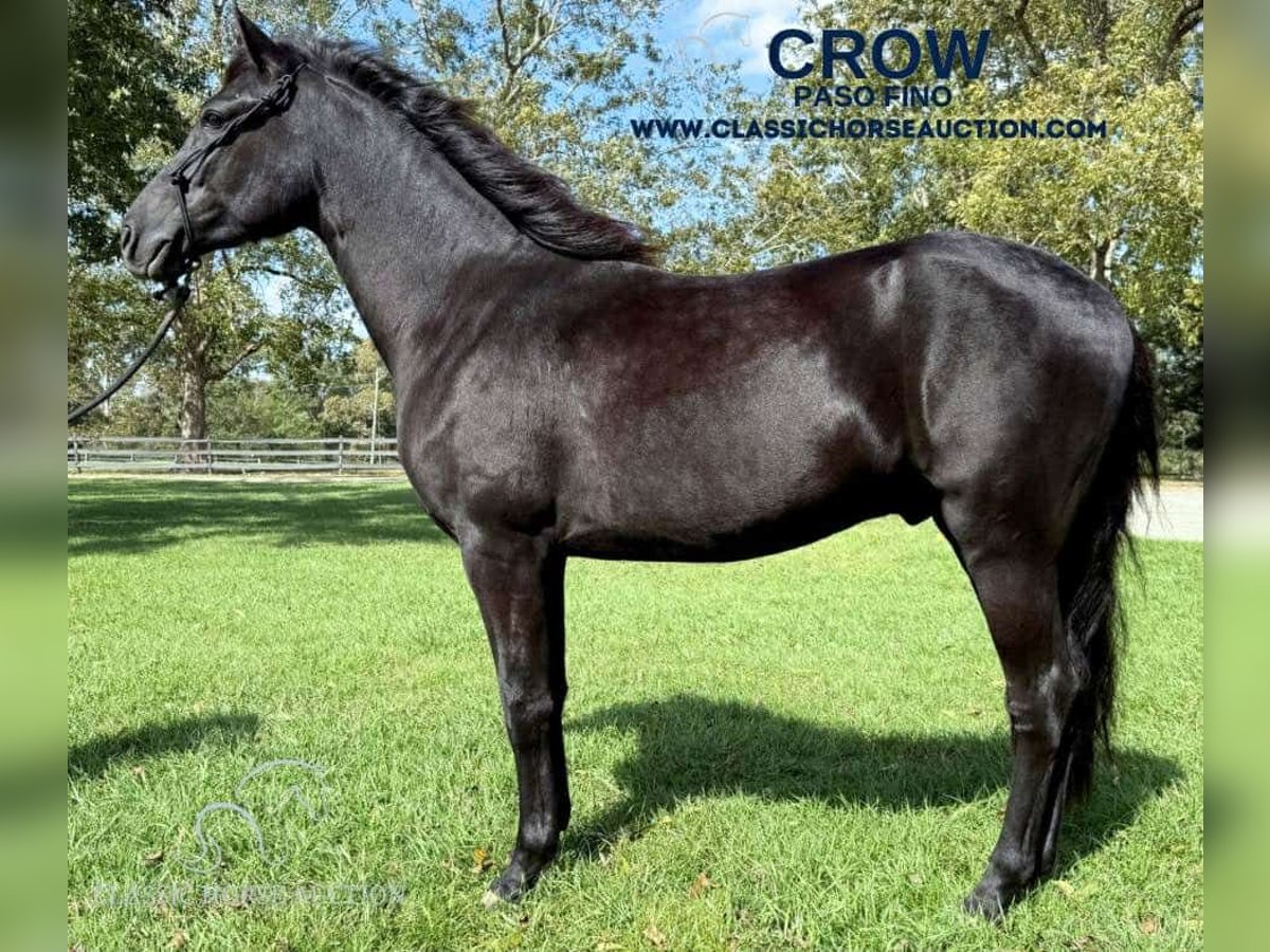 Paso Fino Hingst 2 år 142 cm Svart in Poplarville, MS