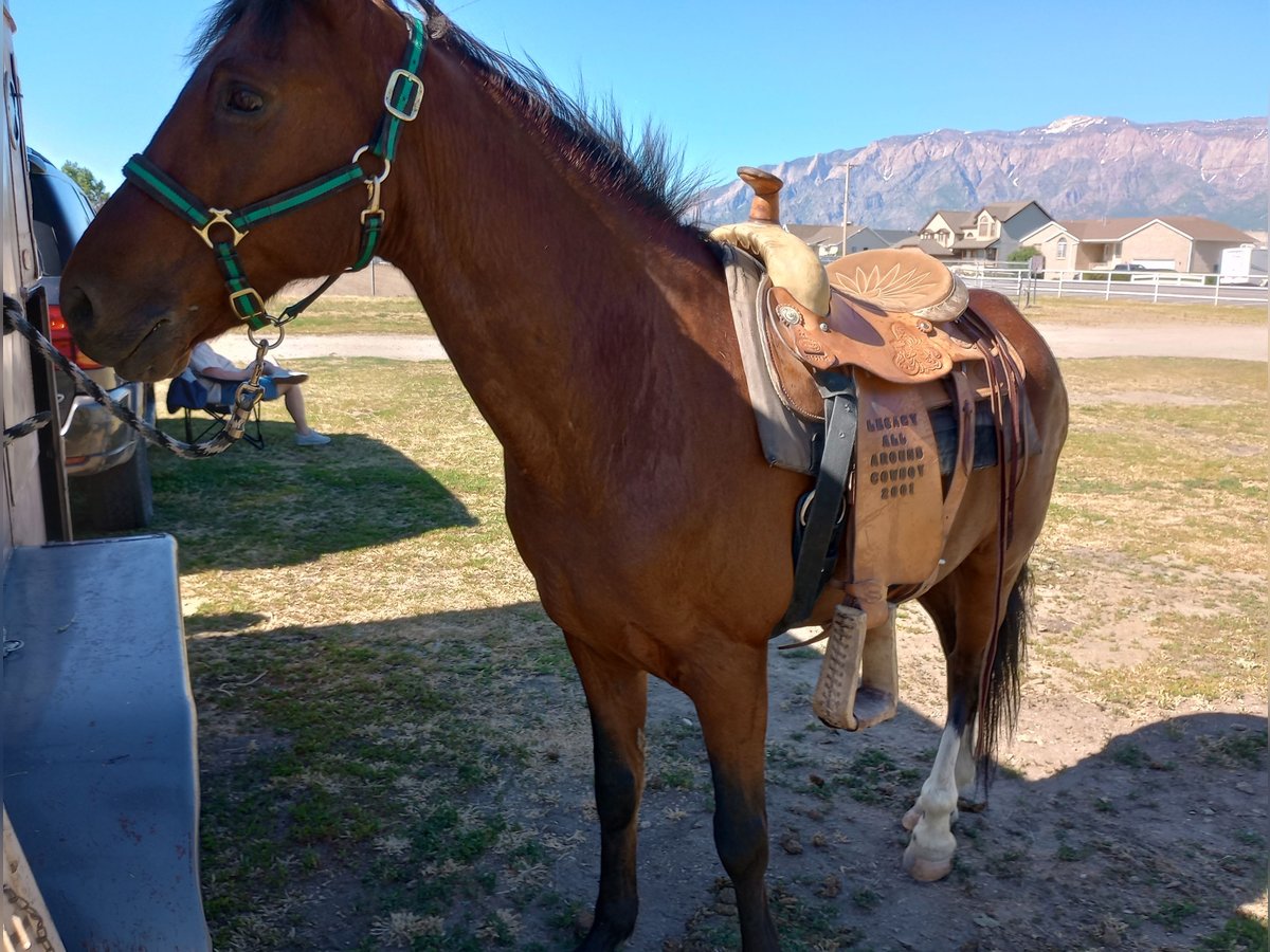 Paso Fino Croisé Hongre 17 Ans 152 cm Bai cerise in Ogden