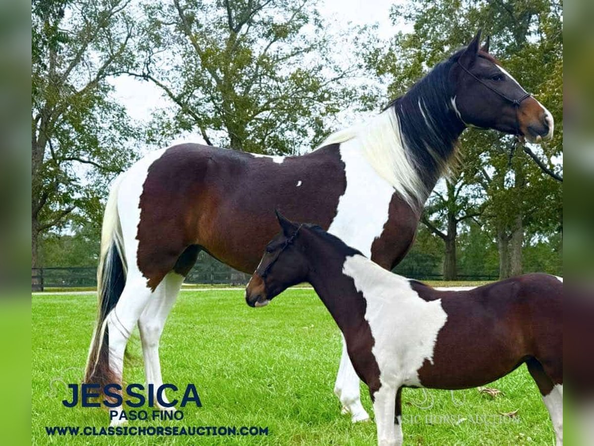 Paso Fino Hongre 3 Ans 142 cm Tobiano-toutes couleurs in Poplarville,MS