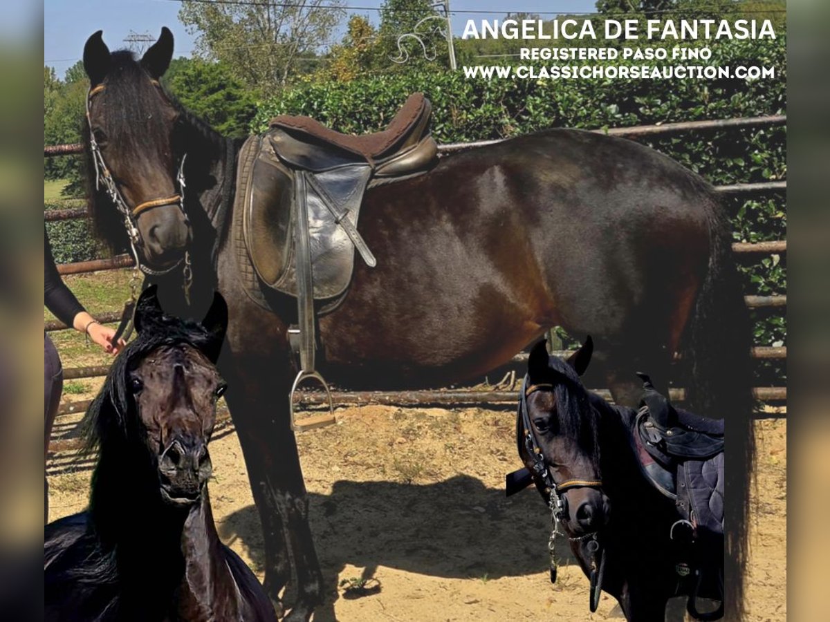 Paso Fino Mare 10 years 14 hh Black in Lancaster, SC