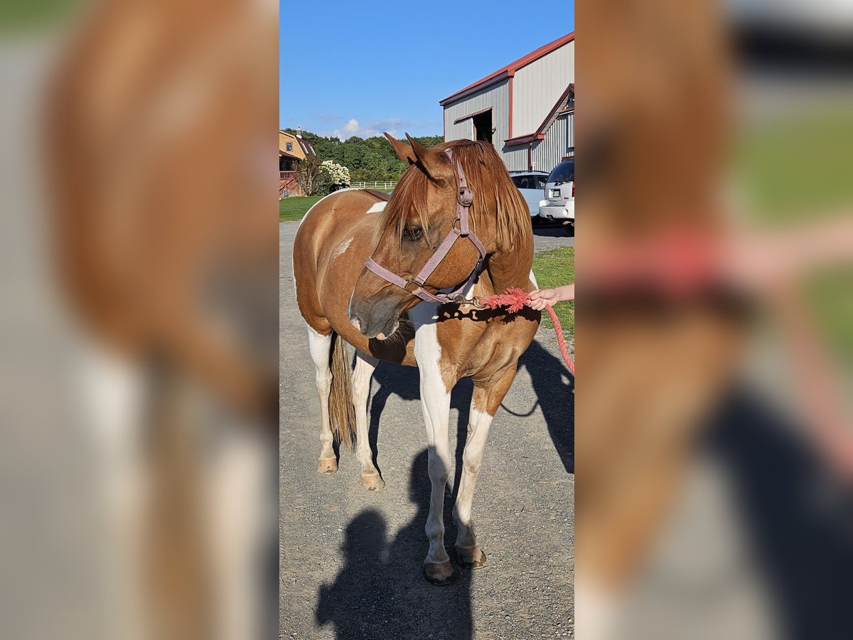 Paso Fino Mare 12 years 13 hh Tobiano-all-colors in Latham