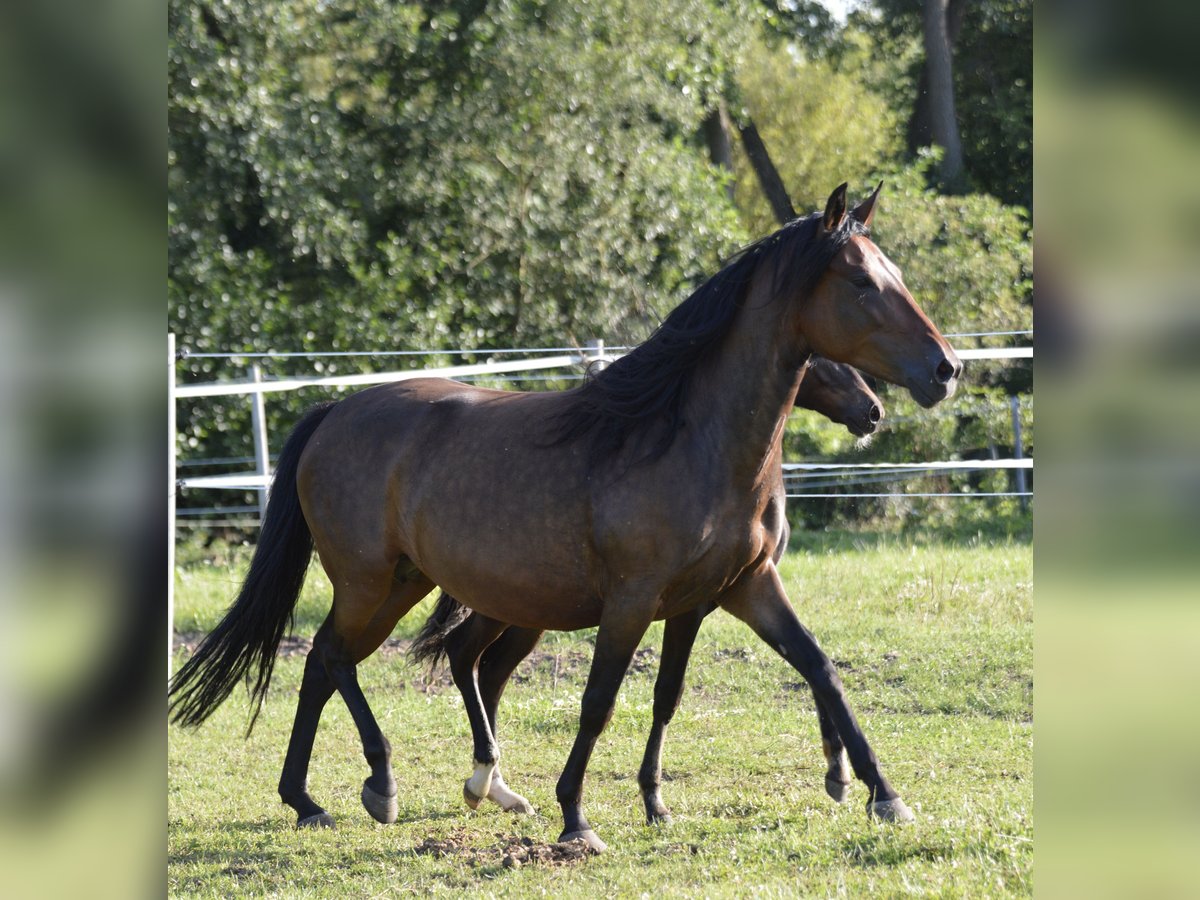 Paso Fino Mare 6 years 14,2 hh Brown in WiesentheidWiesentheid