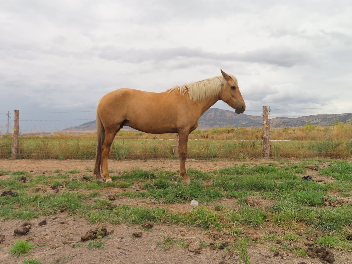 Paso Fino Mare 8 years 14 hh Palomino in Fielding