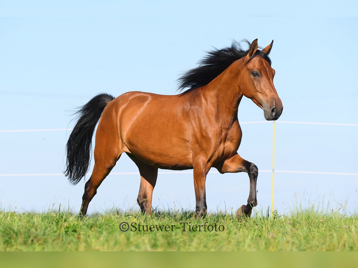 Paso Fino Ruin 7 Jaar 146 cm Lichtbruin in Morsbach