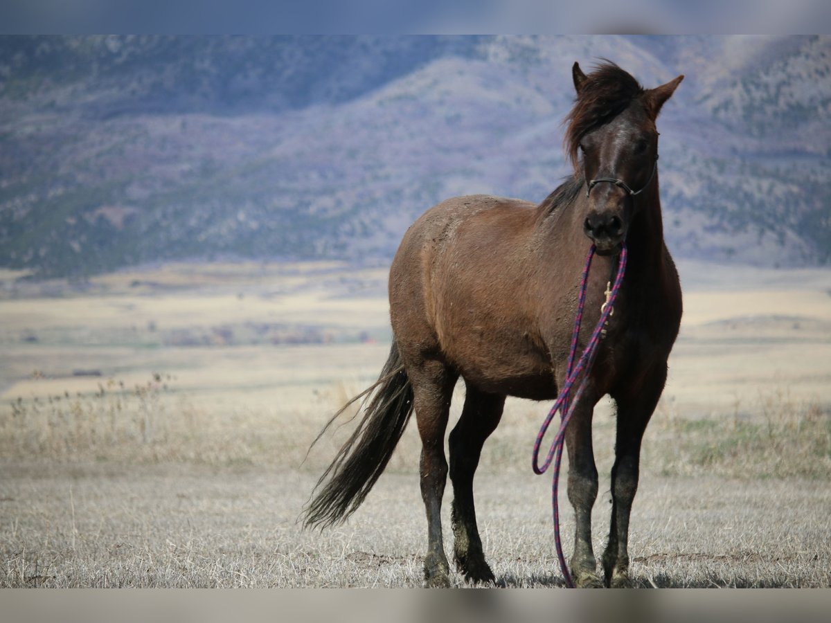 Paso Fino Stallion 3 years 14 hh Bay-Dark in Fielding