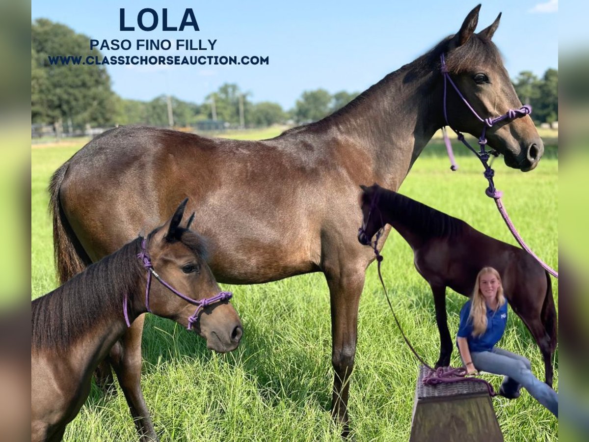 Paso Fino Sto Föl (01/2024) 142 cm Brun in Poplarville, MS