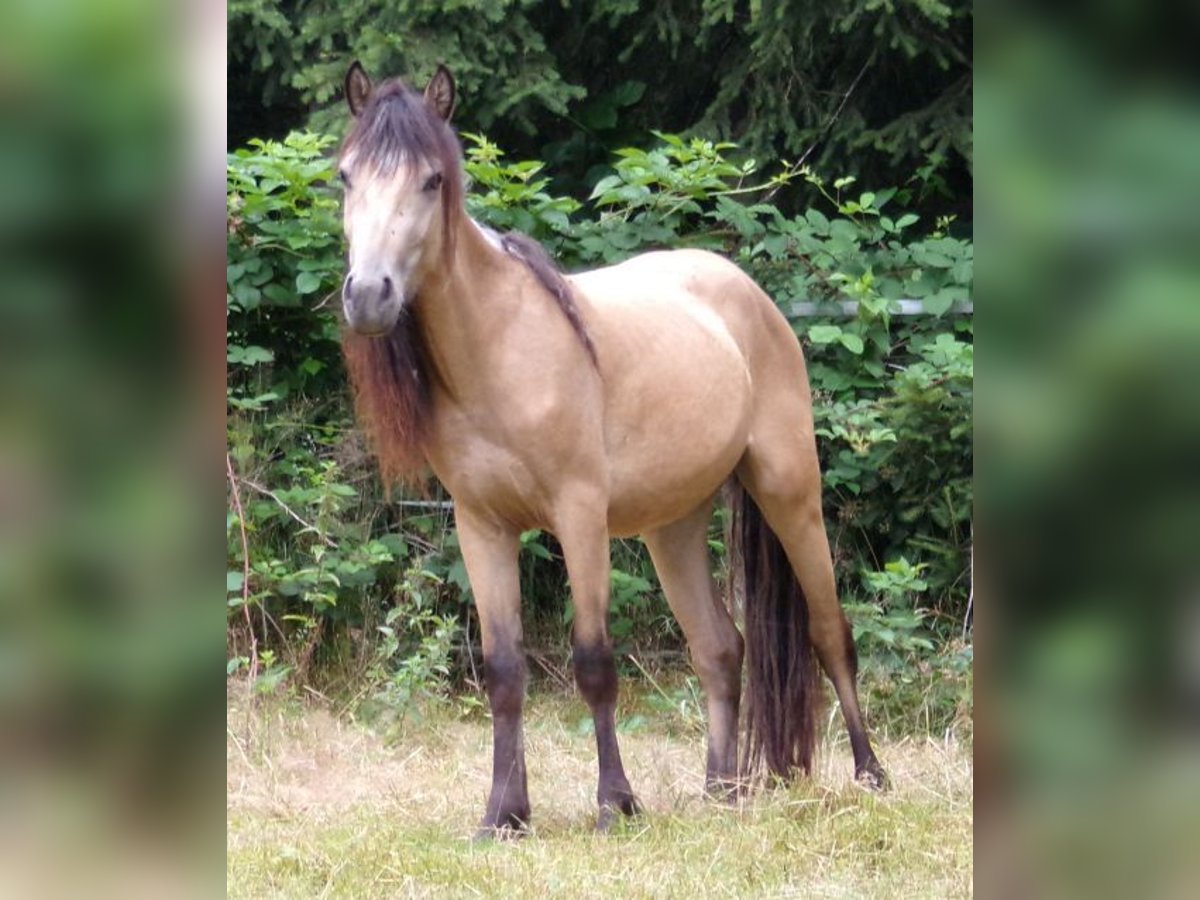 Paso Fino Mix Stute 3 Jahre 120 cm Buckskin in Arnbruck