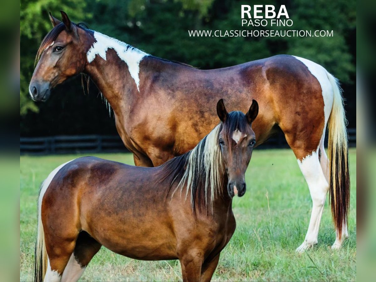 Paso Fino Stute 3 Jahre 132 cm Rotbrauner in Poplarville, MS