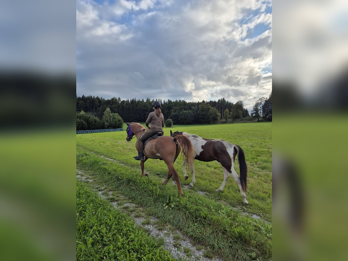 Paso Fino Stute 5 Jahre 142 cm in Aletshausen