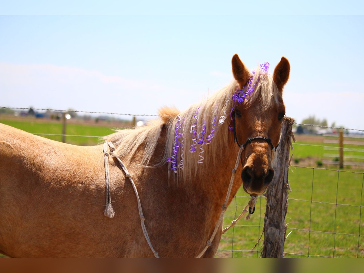 Paso Fino Stute 8 Jahre 142 cm Palomino in Fielding